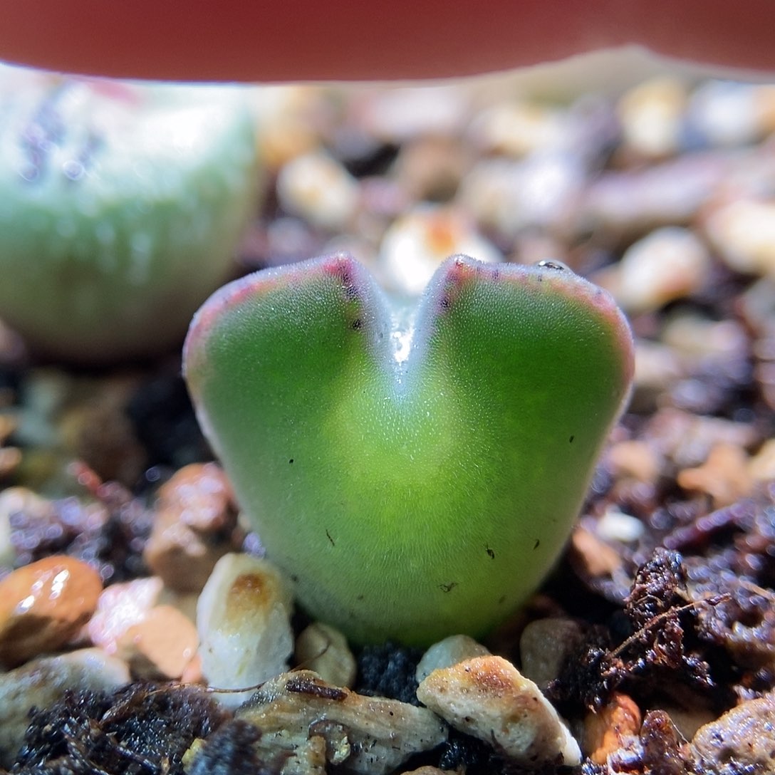 793大眼睛一颗三年尺寸1.5左右包邮