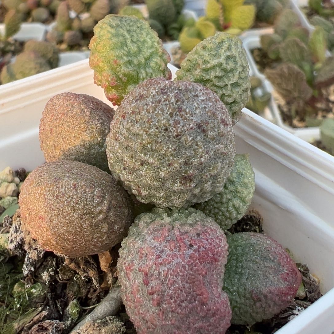 实生新品多肉植物水泡多肉植物