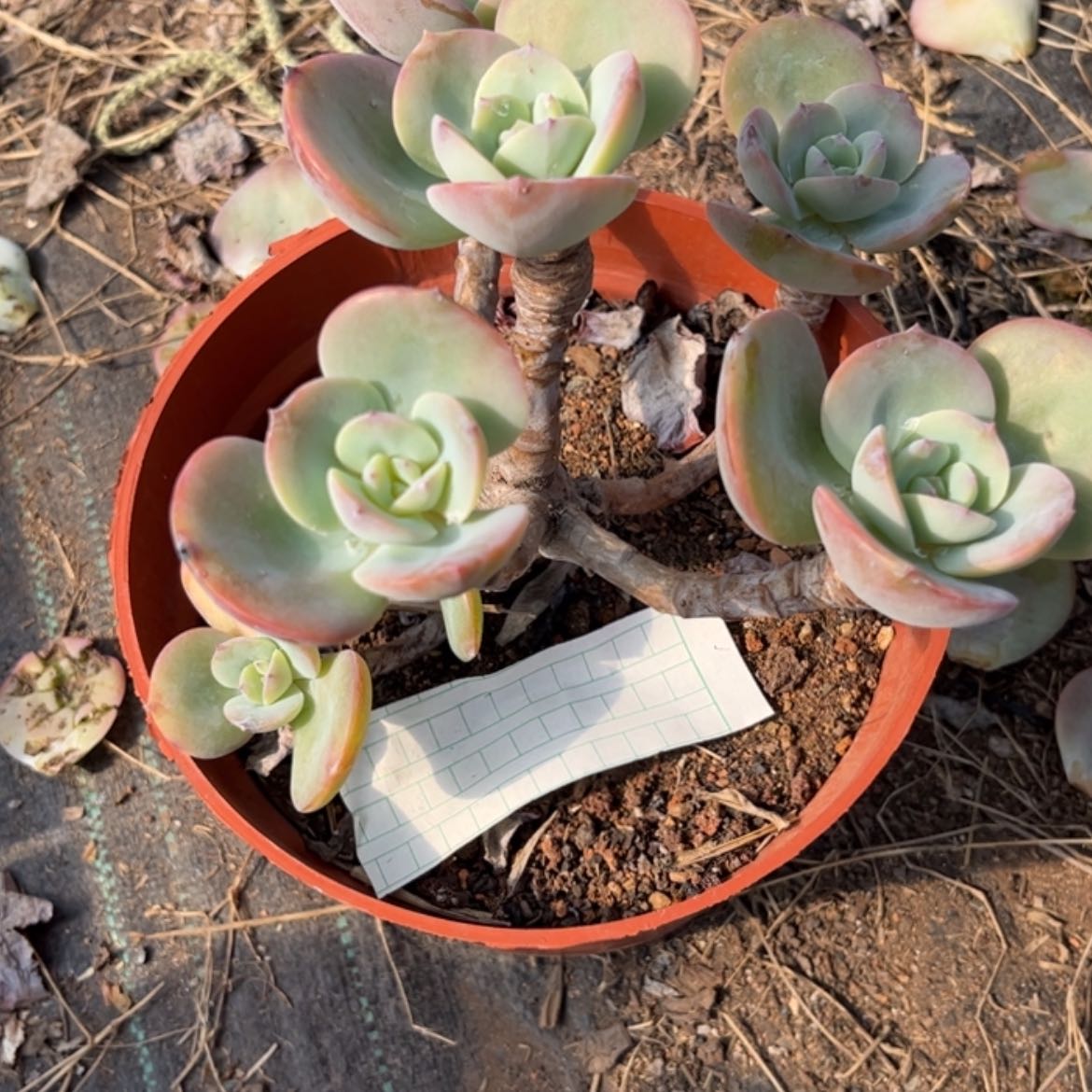 【闪购商品】无花朵蓝*
