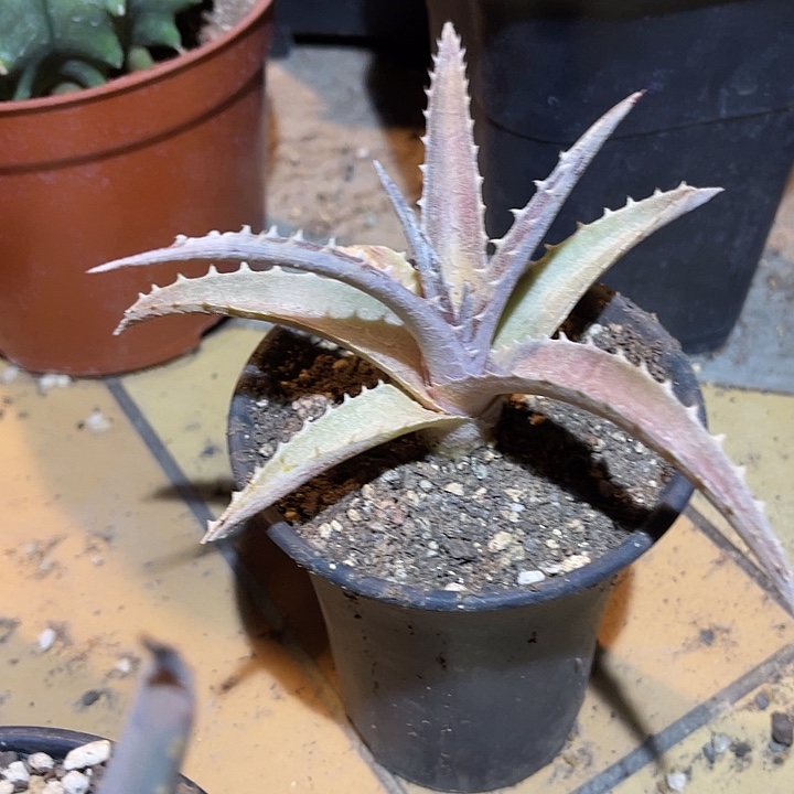 满38包邮2天凑单，脱土晾根发货多肉植物沙漠凤梨