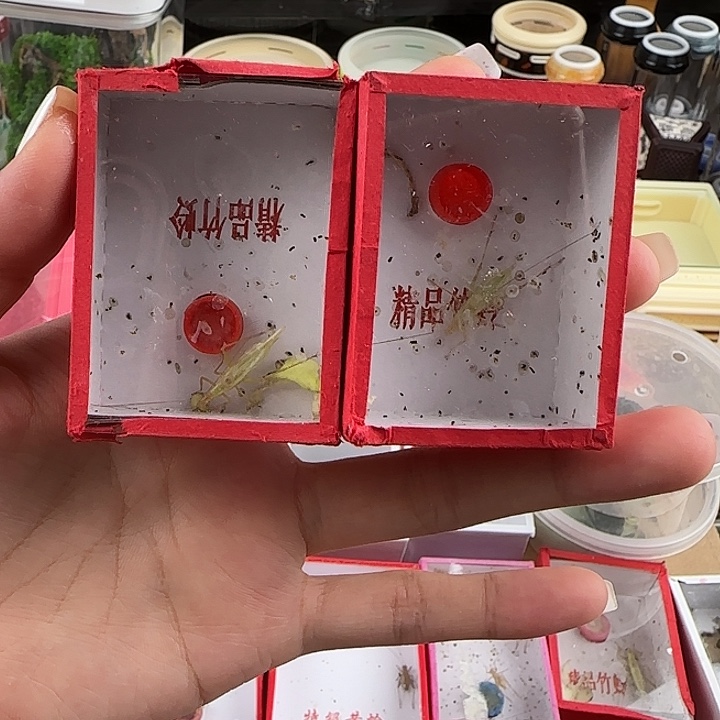 怪叫竹蛉长须两只