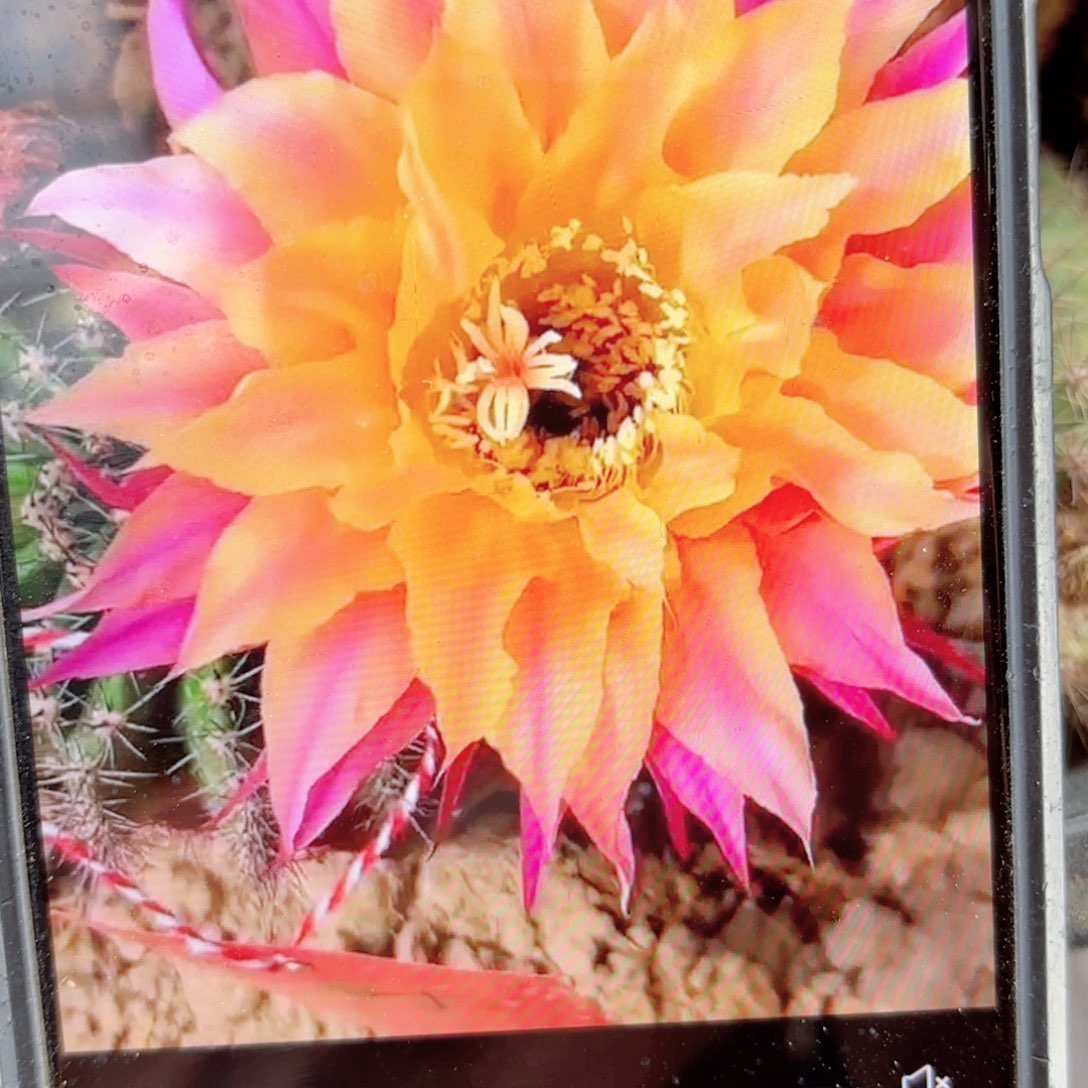 放射源彩侧牙20包邮仙人球47