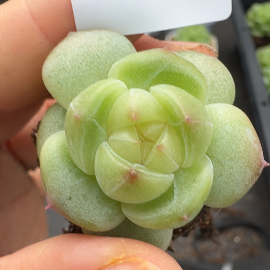 一物一拍一物一拍1109-117