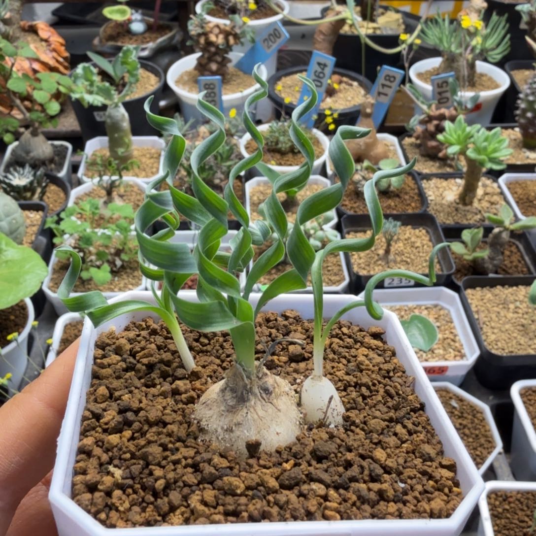 贵妃弹簧草257 仙人球
