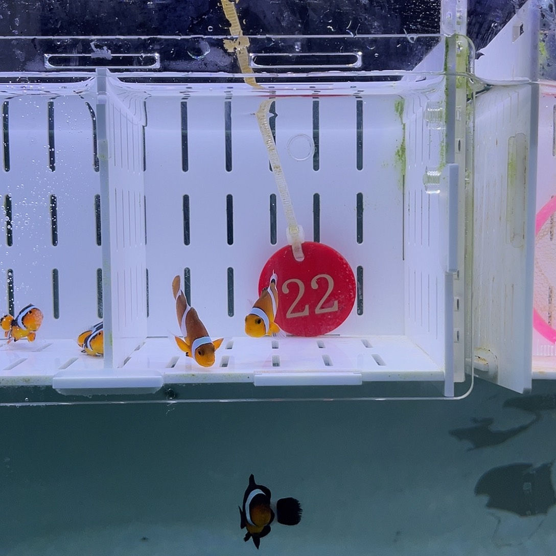 海水鱼公子4厘米左右