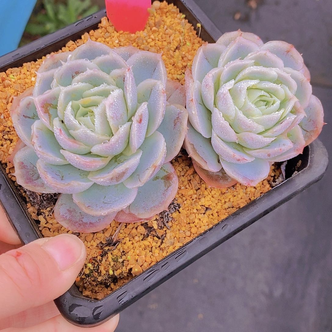 1067多肉植物老桩