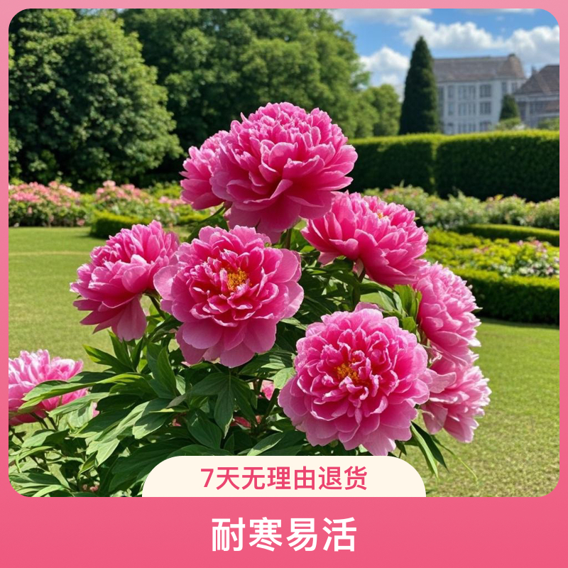 办公室阳台(牡丹花)芍药盆栽绿植花卉大厅观赏盆栽花植物室内盆景