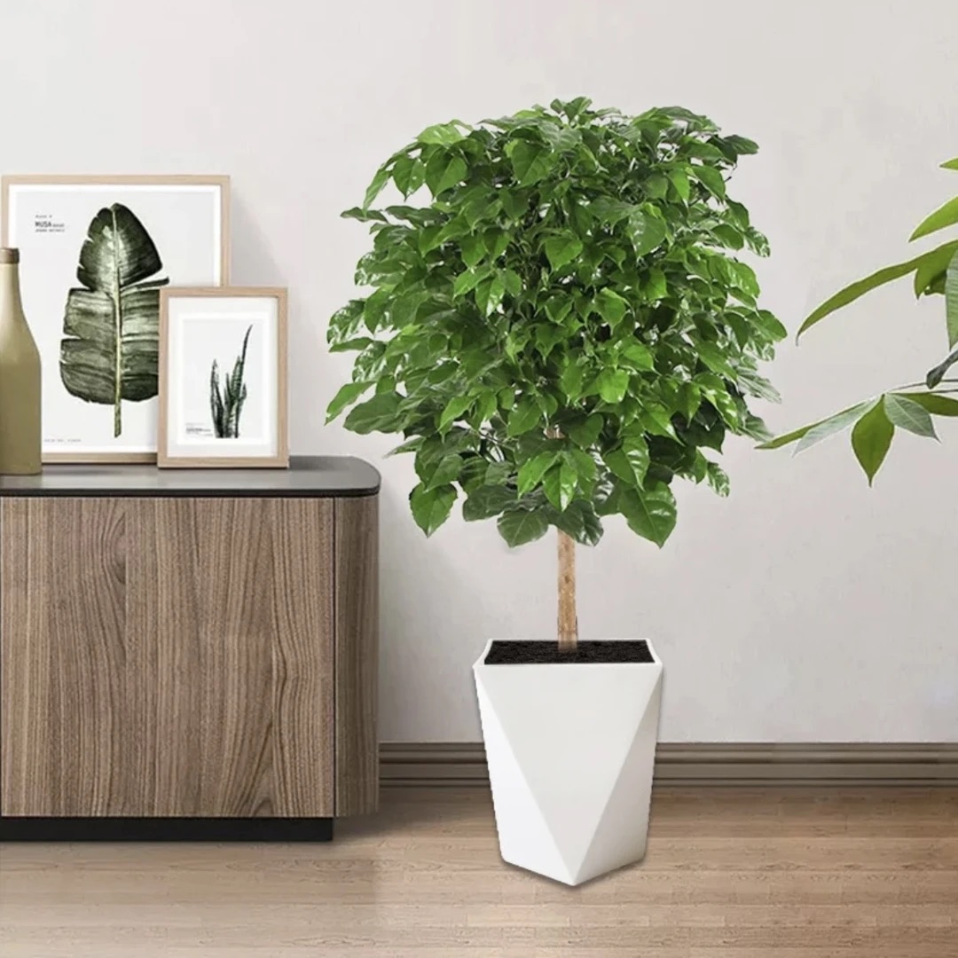  独杆棒棒糖绿宝幸福树四季常青室内室外摆放好养绿植