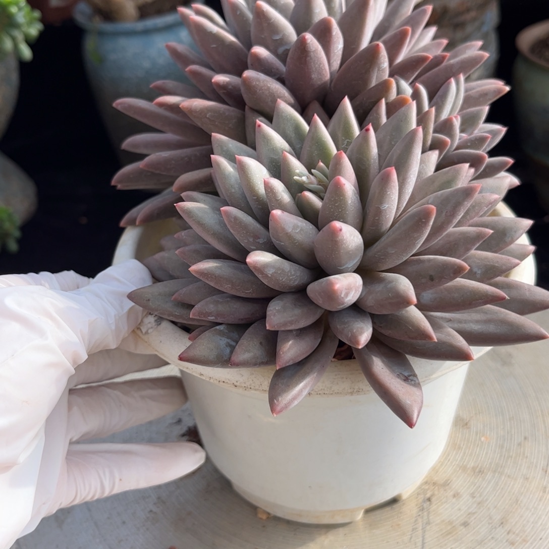 好姑娘多肉园艺，红蜻蜓