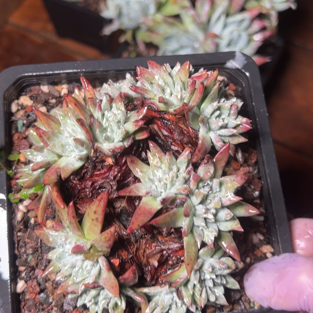 1335刘丹白菊哈哈哈哈哈哈哈哈