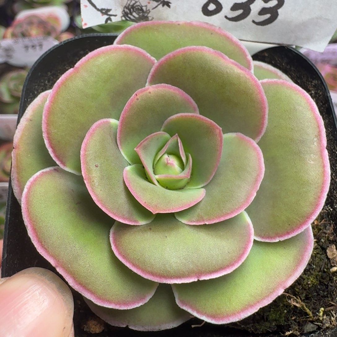 楹楹-833冠幅   5cm