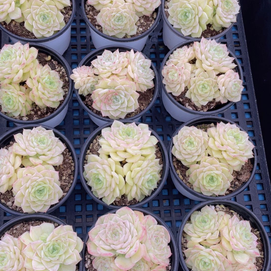 量拍5号果冻透黄白天鹅麦秆群生一个