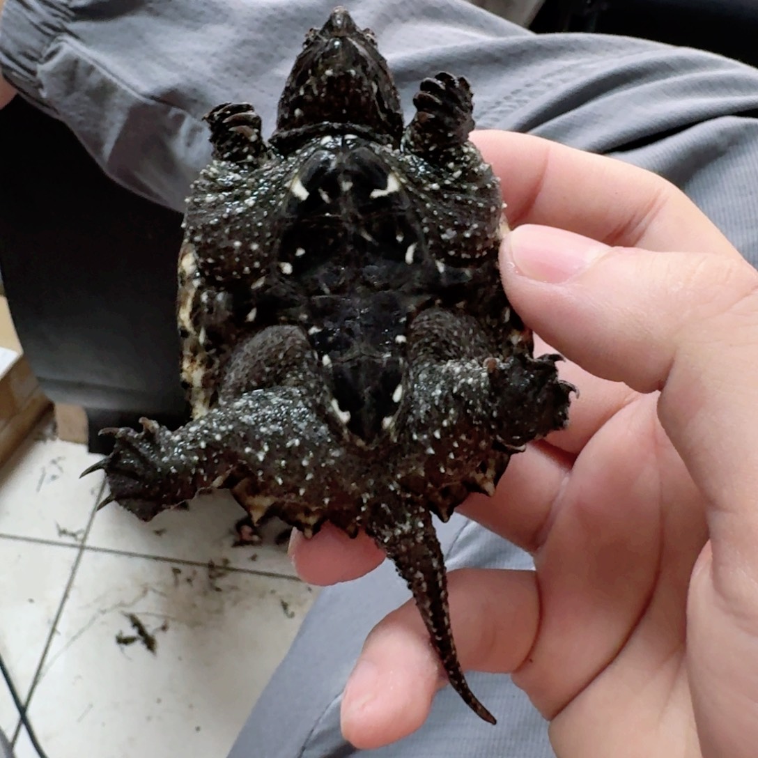 小鳄龟不分公母111