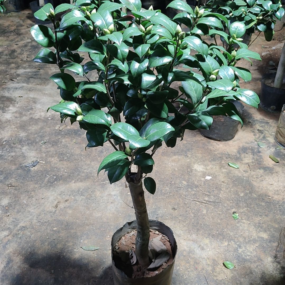 全部花苞魔术师不包邮