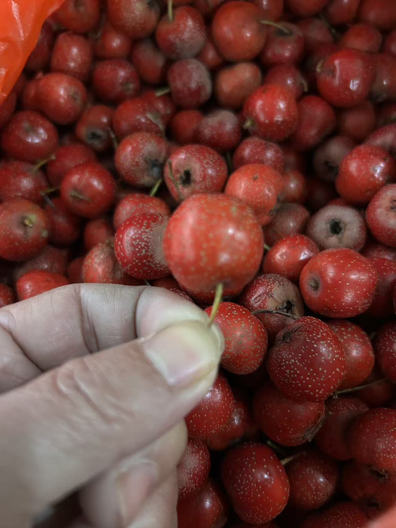 新鲜野生山楂鲜果天然成熟江西
