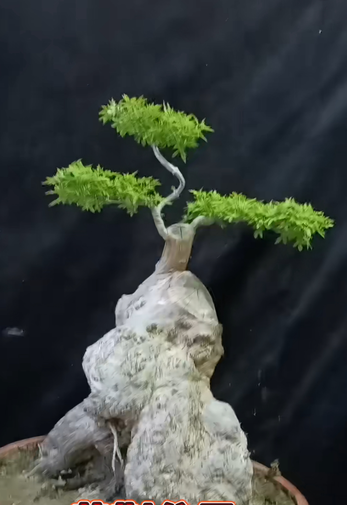 黄荆盆景一物一拍。