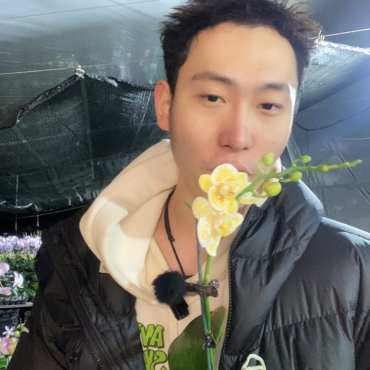 无花朵雅风黄金豹蝴蝶兰