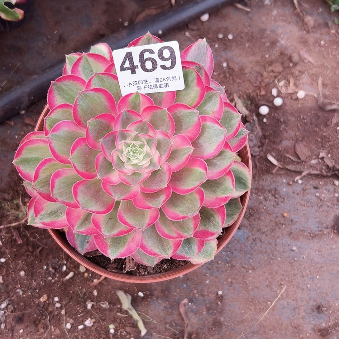 孔雀翎469多肉植物多肉植物