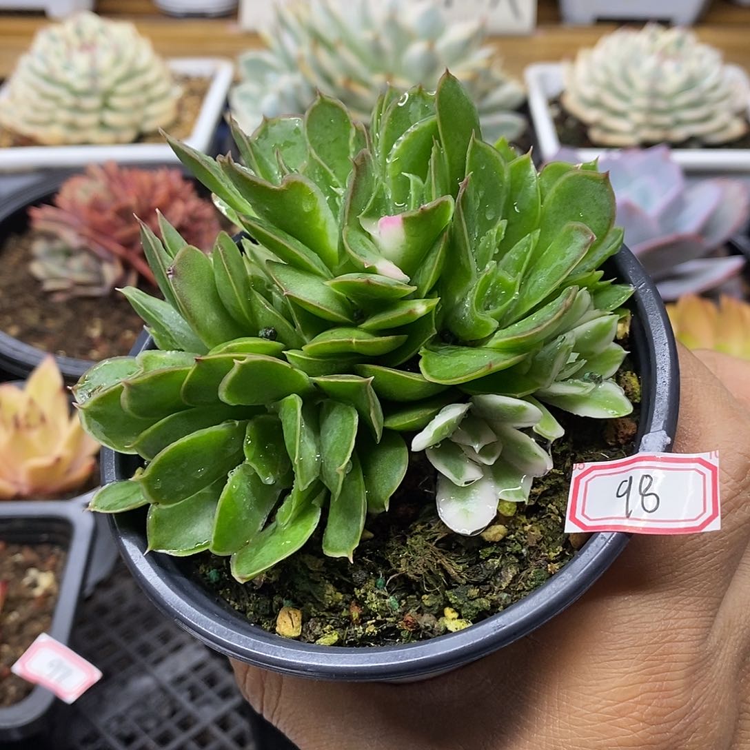 1098 紫蝴蝶锦底座 需延时发货