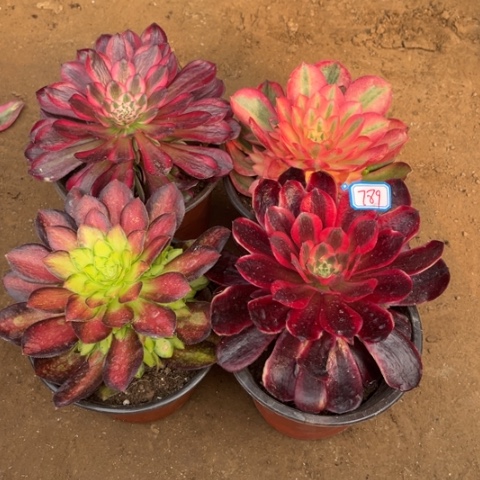 789多肉植物组合