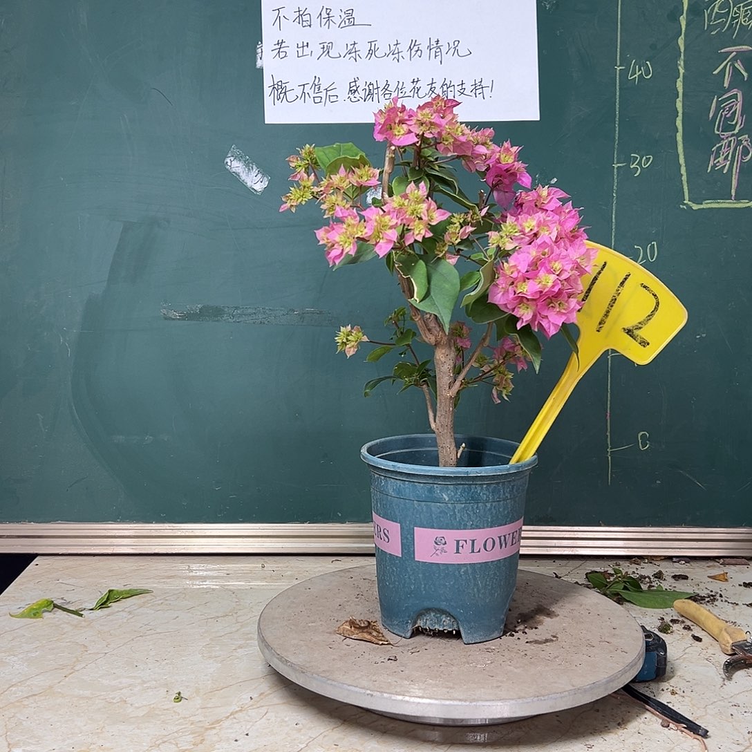 完全开放重瓣粉112