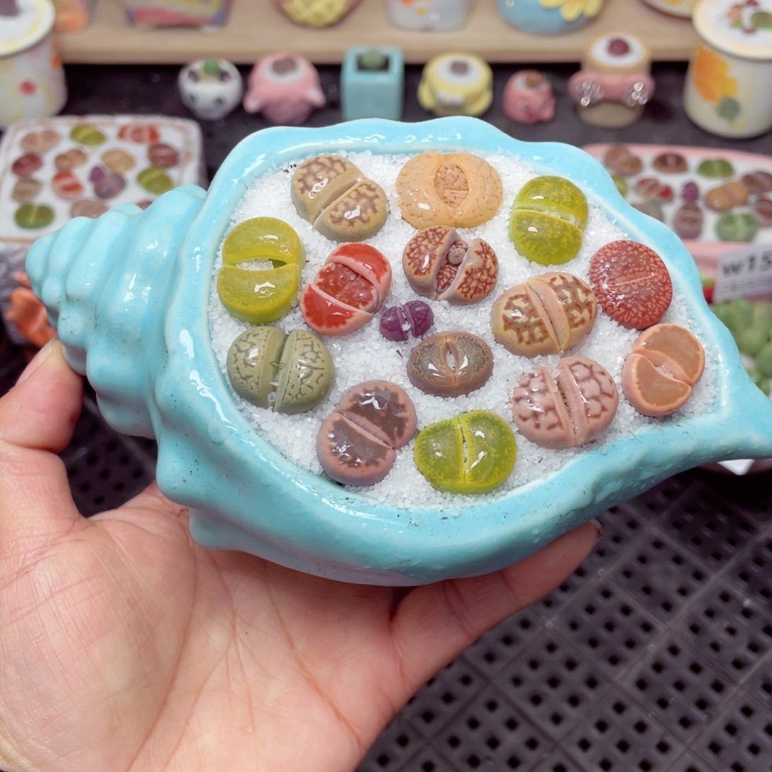 w1575 带盆土发货零下-地区拍保温箱