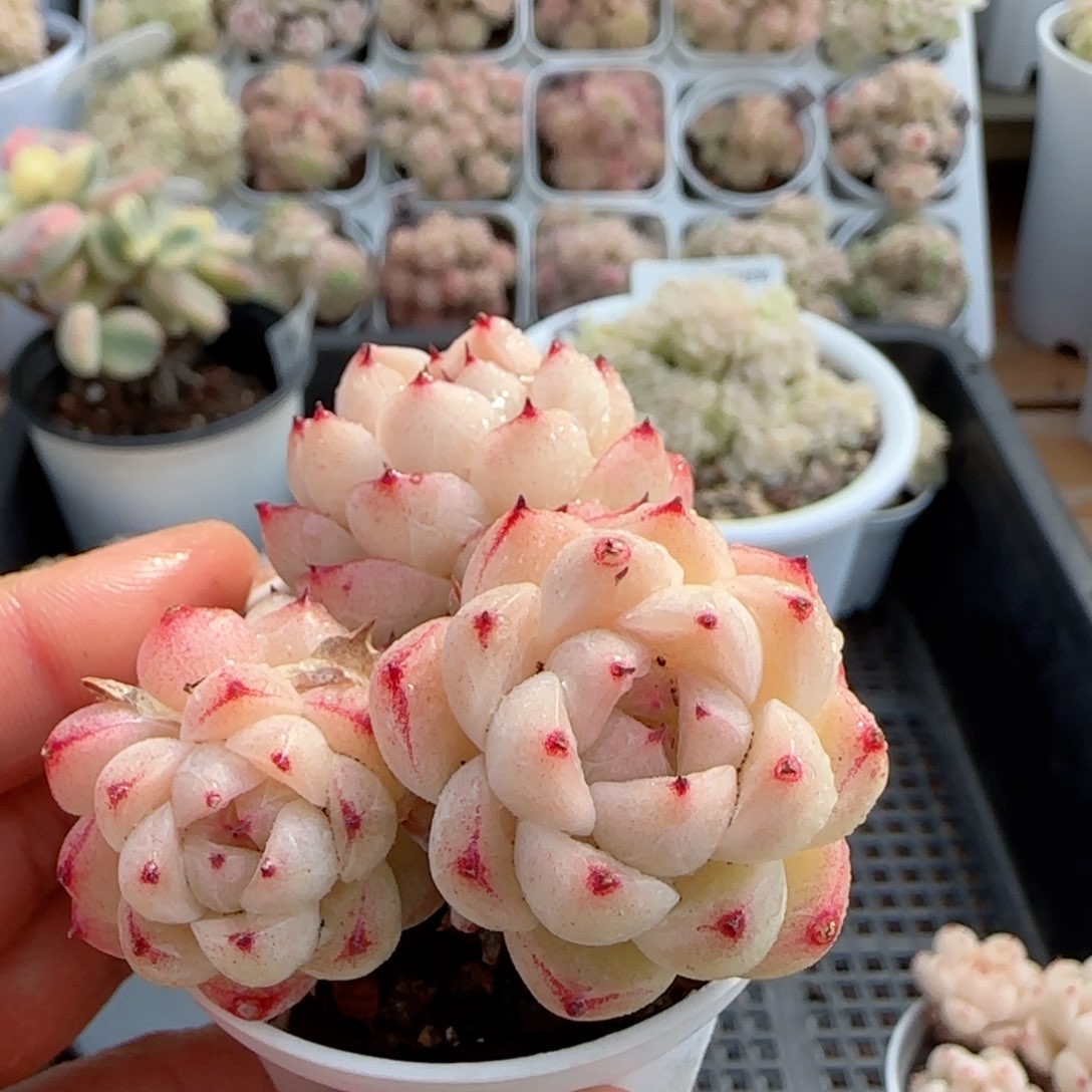 【闪购商品】0213-63包子