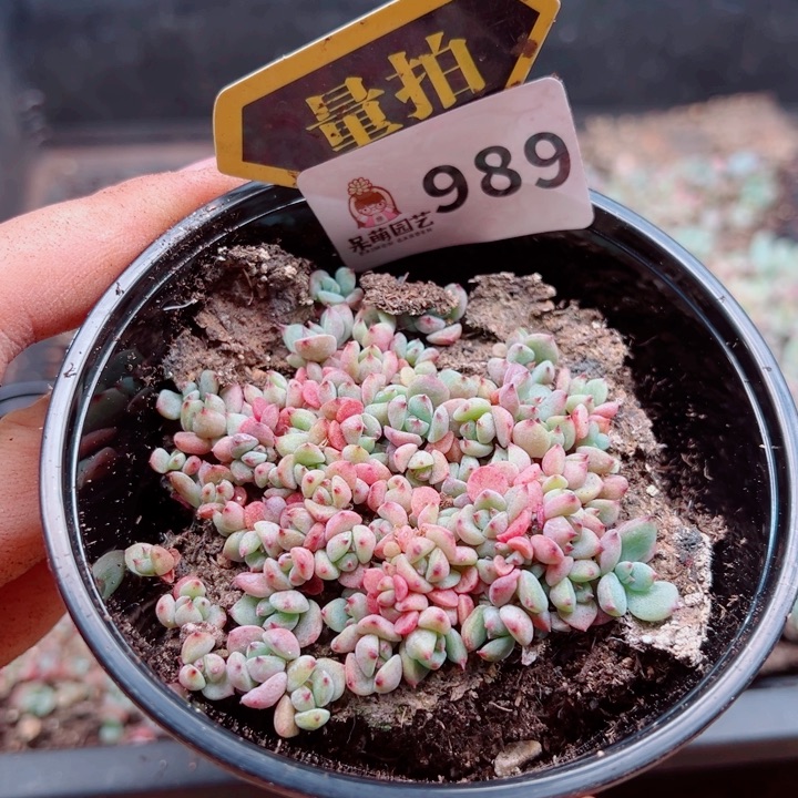 多肉植物多肉植物