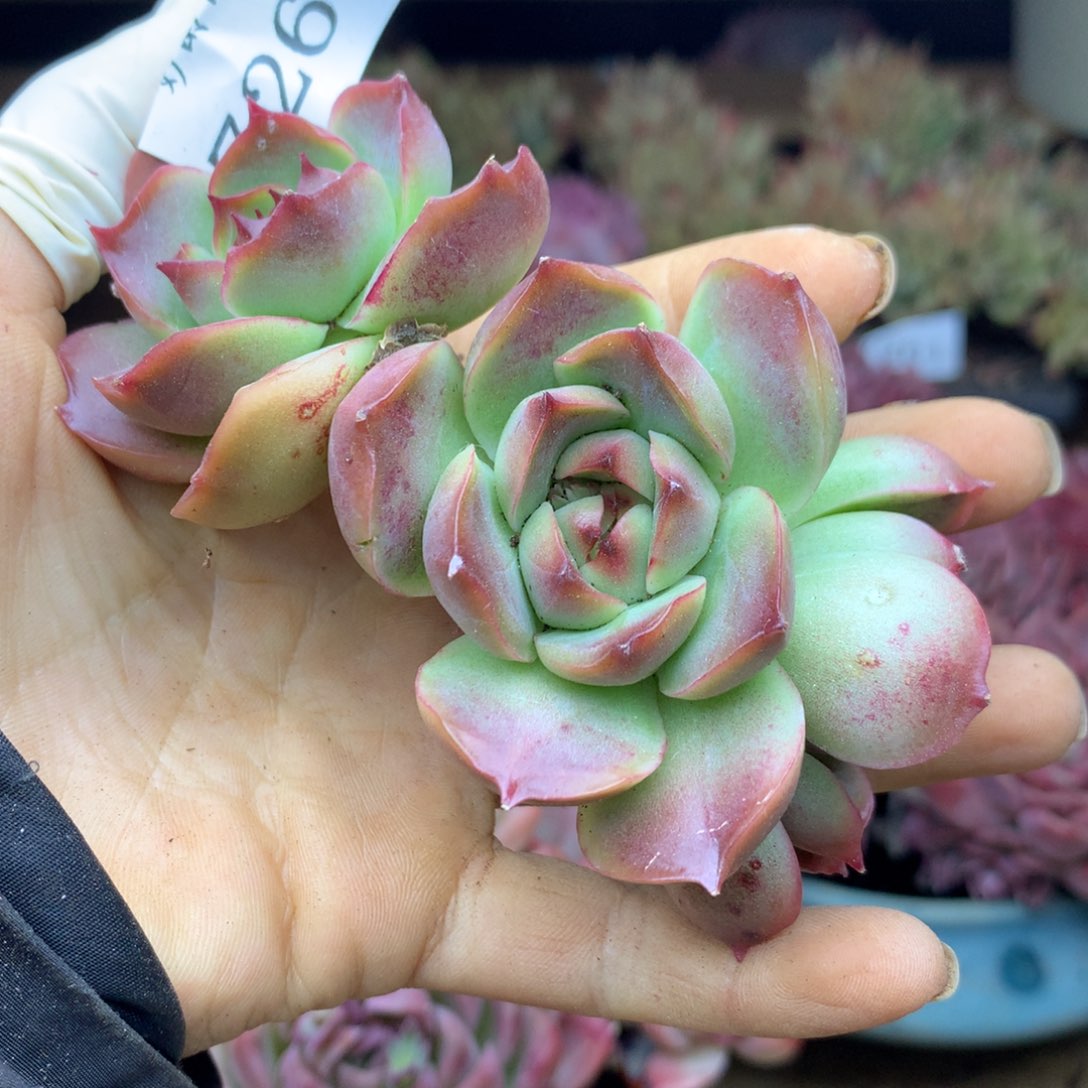 7267杂交精品基地9厘米