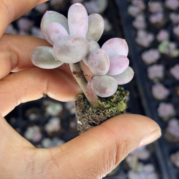 一物一拍满18包邮