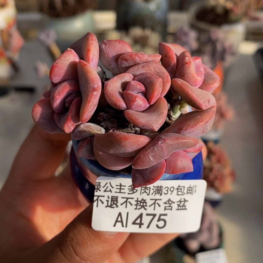 475彩虹糖多肉4c m