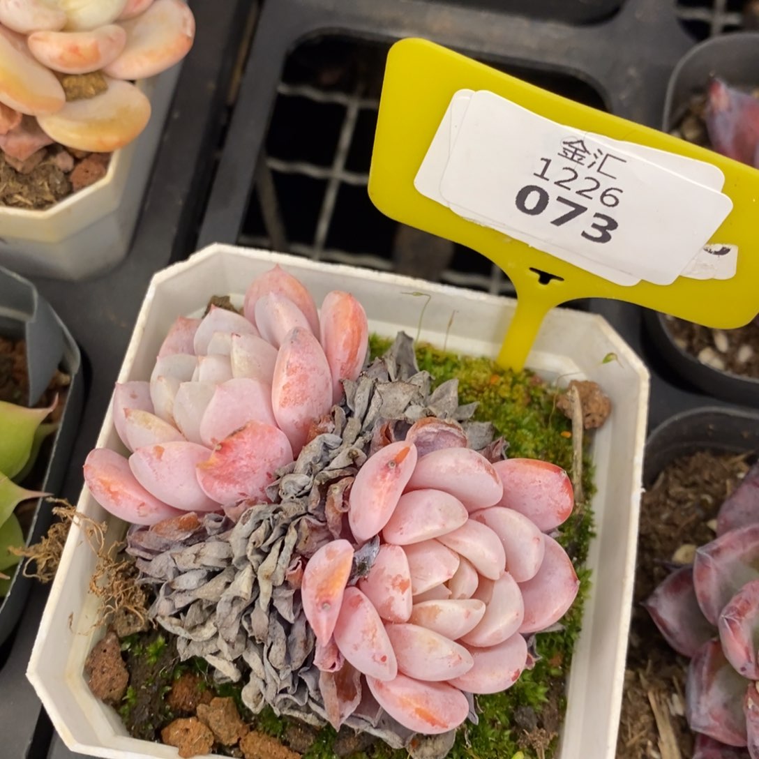 福利多多。1226073