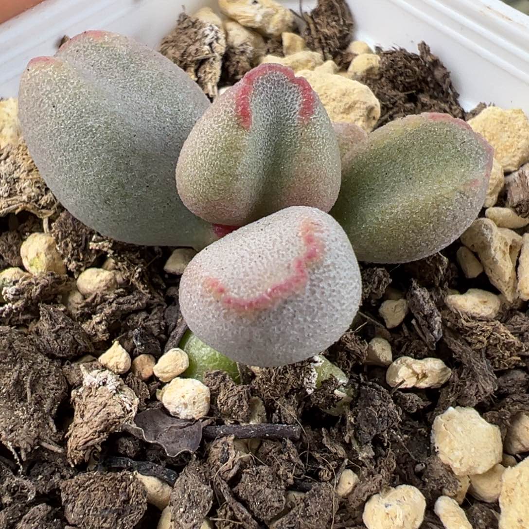 实生新品多肉植物水泡