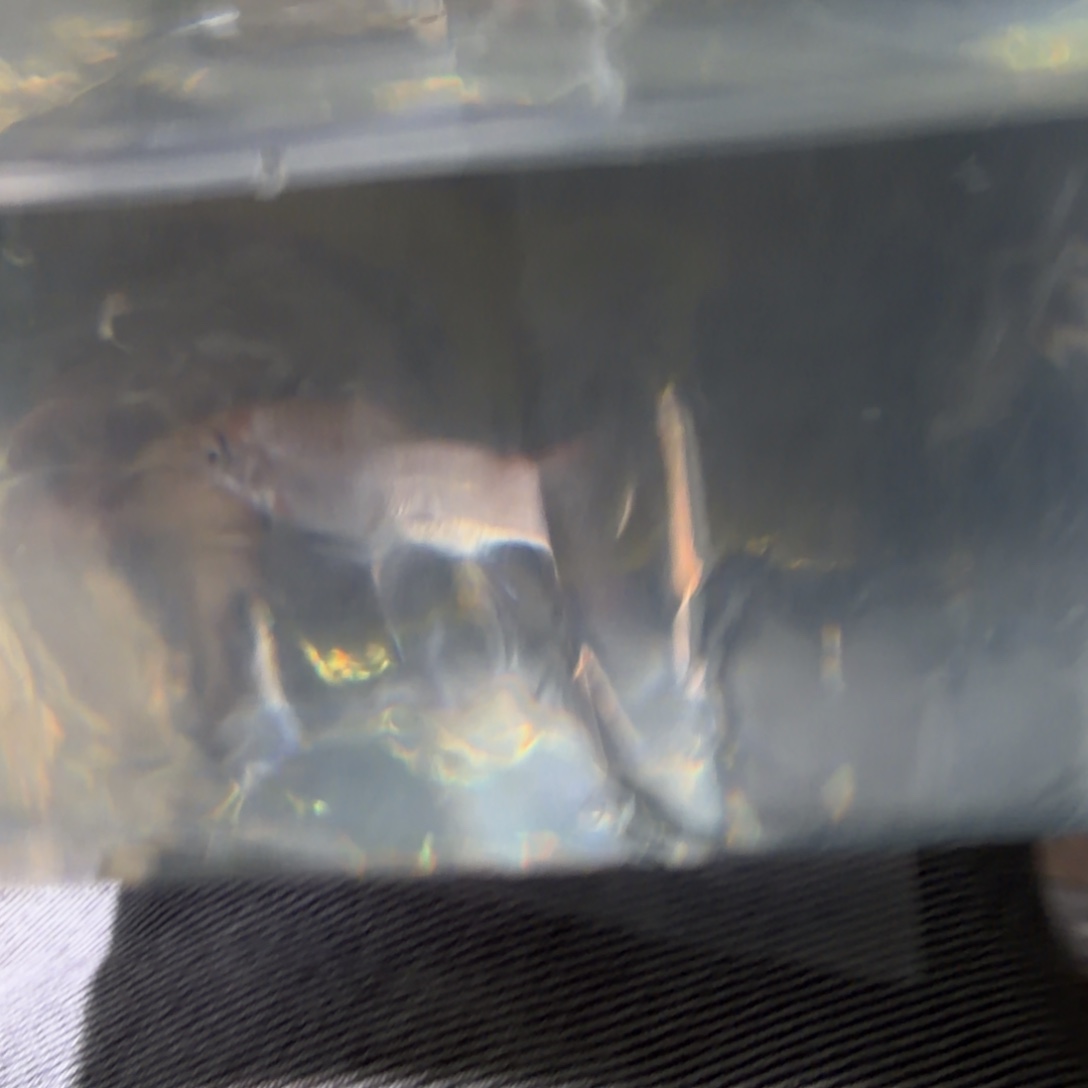 吉罗鱼蓝鳍彩虹 非洲进口鱼