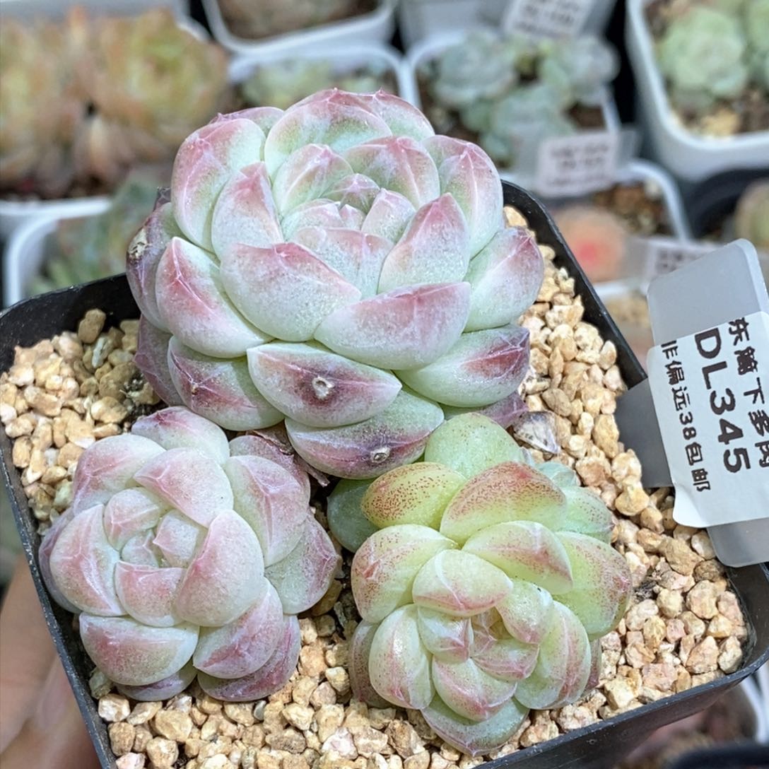 345不包整东篱下多肉植物