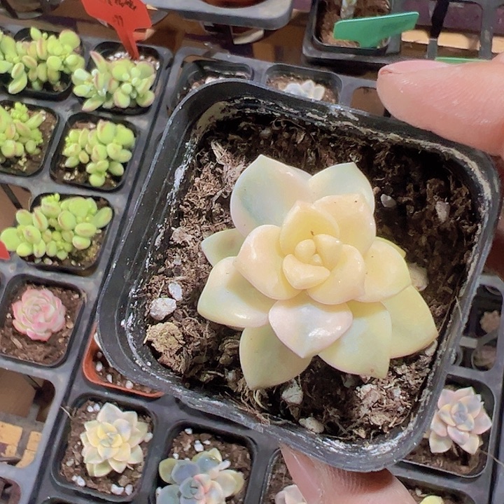 美杏锦精品多肉植物