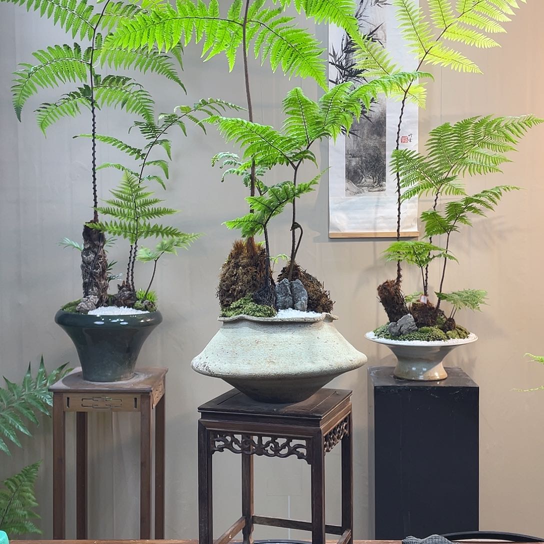 【闪购商品】颤*蕨类植物