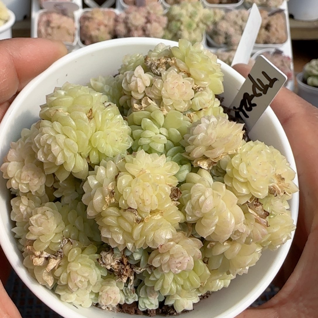 【闪购商品】0206-129（ttp-224）