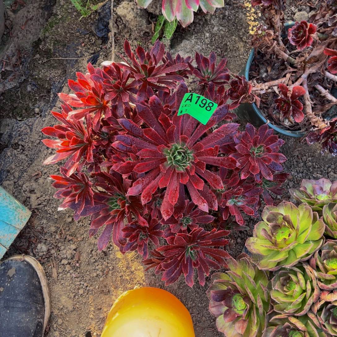 孔雀法师朵朵5-50