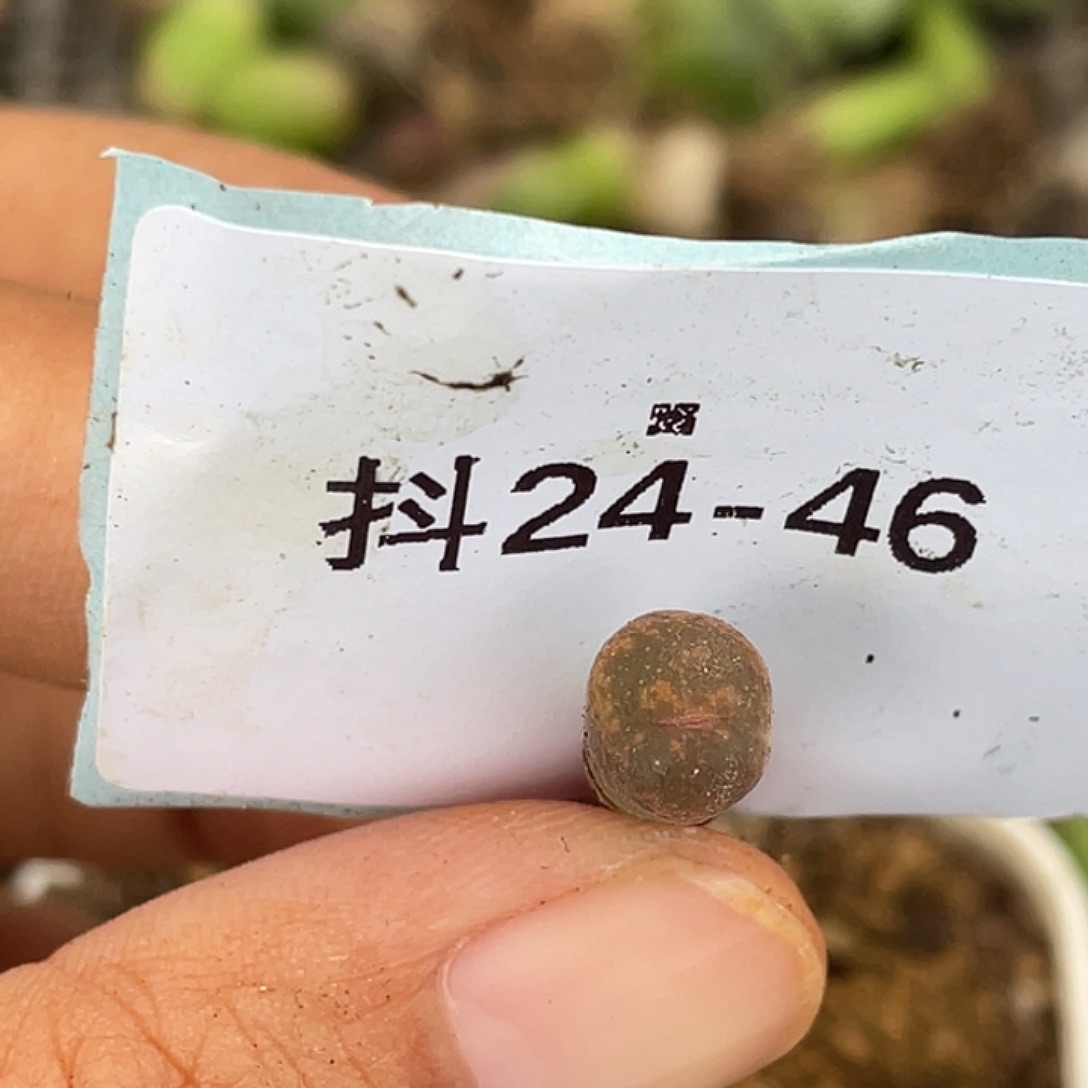 J***s24-46肉锥多肉植物