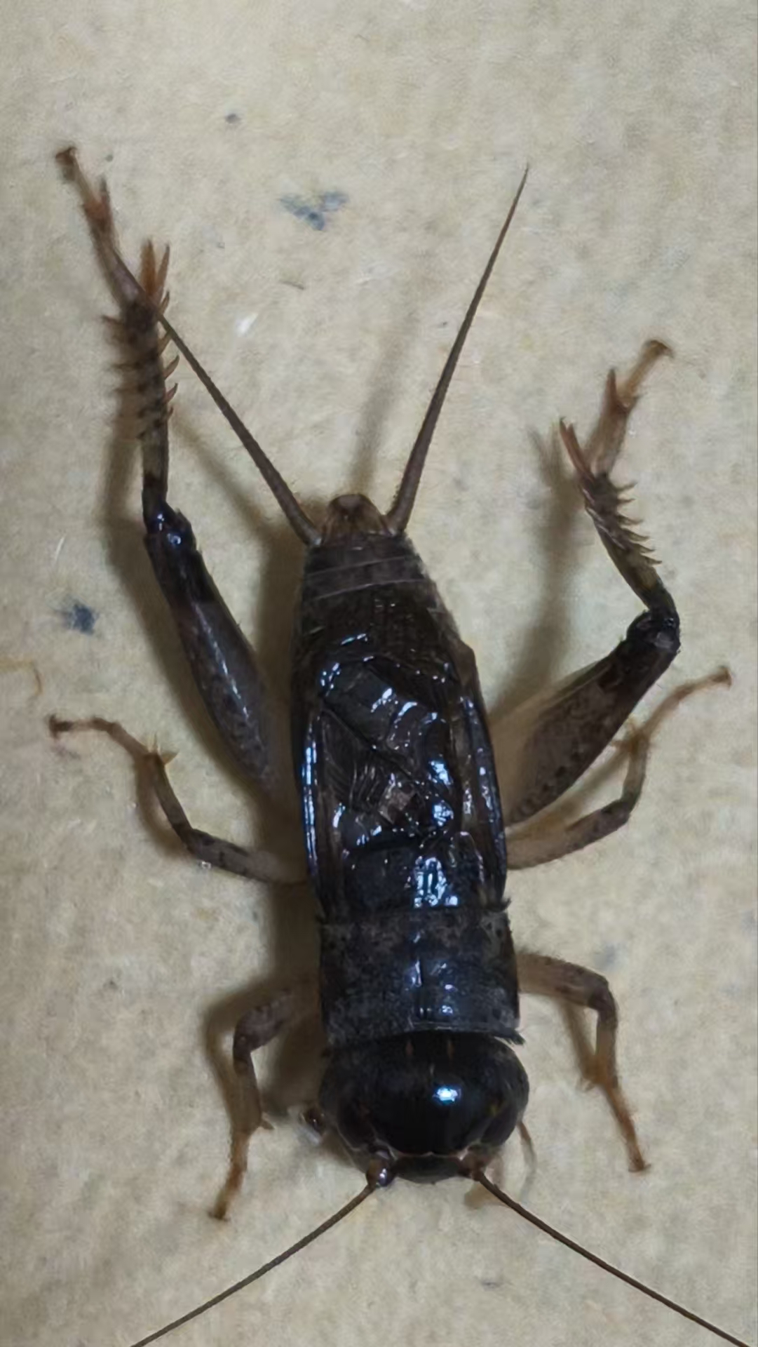 上海金刚精品蟋蟀110