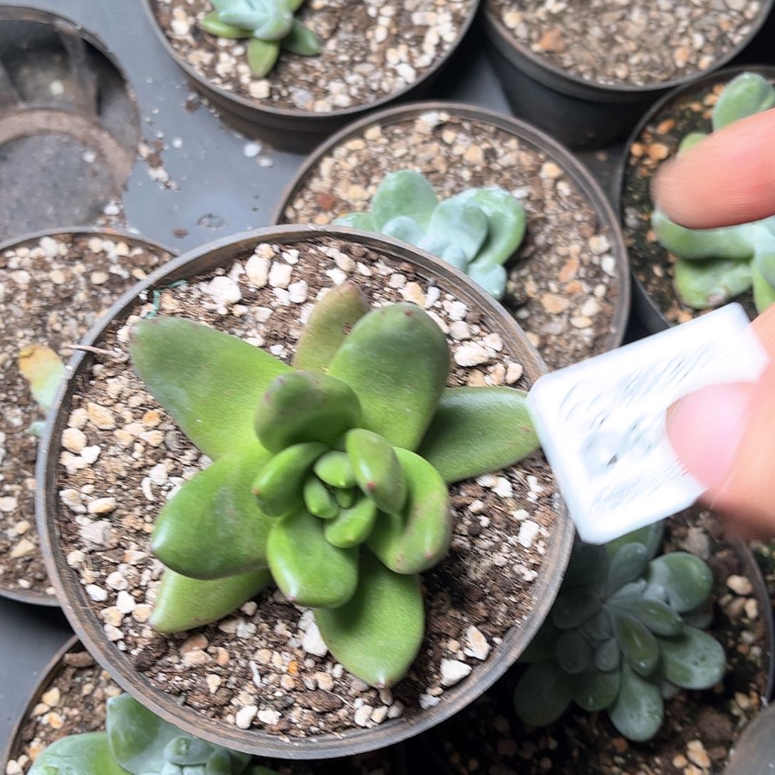 6306帕翠啥仙女杯多肉