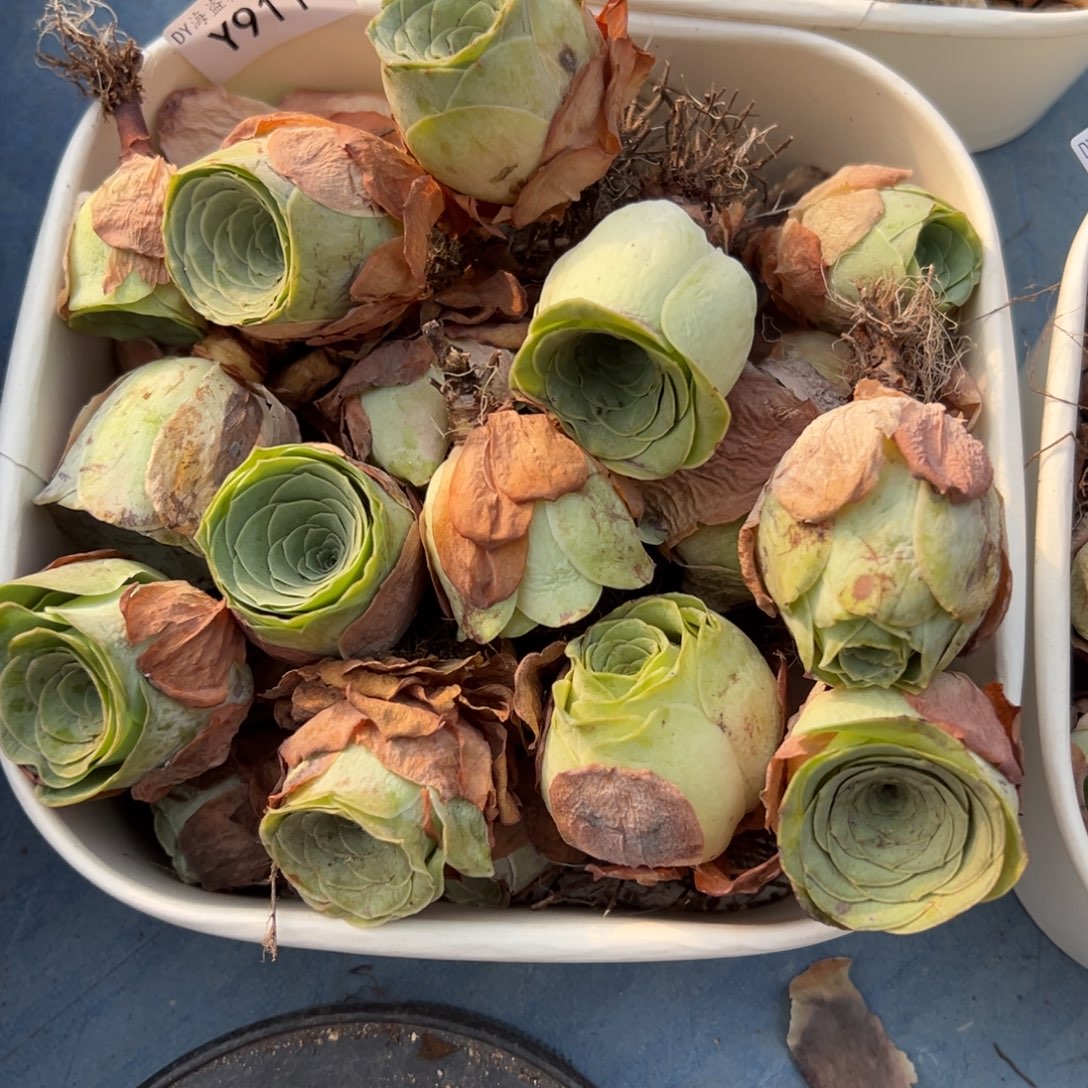 杨911 山地玫瑰福利一组