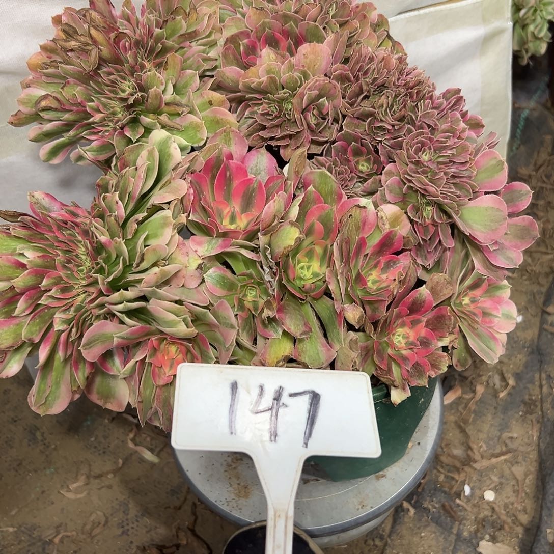 多肉植物粉女巫缀花