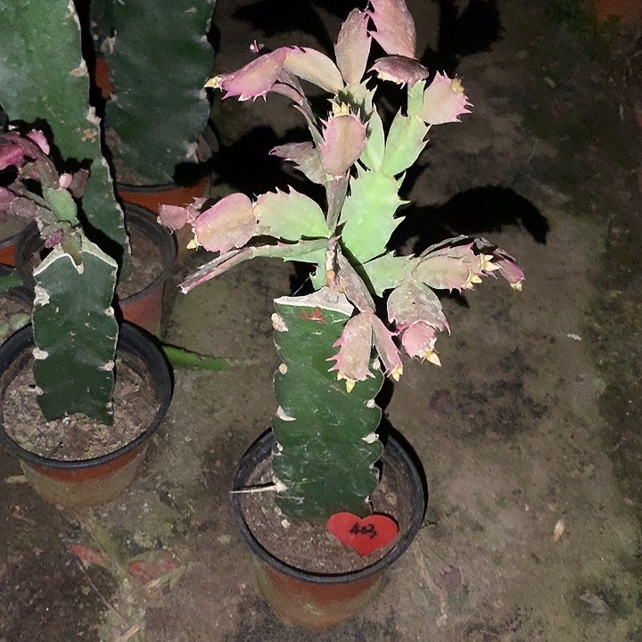 空***兰当前无花栽培后可以开花荷花妹妹403