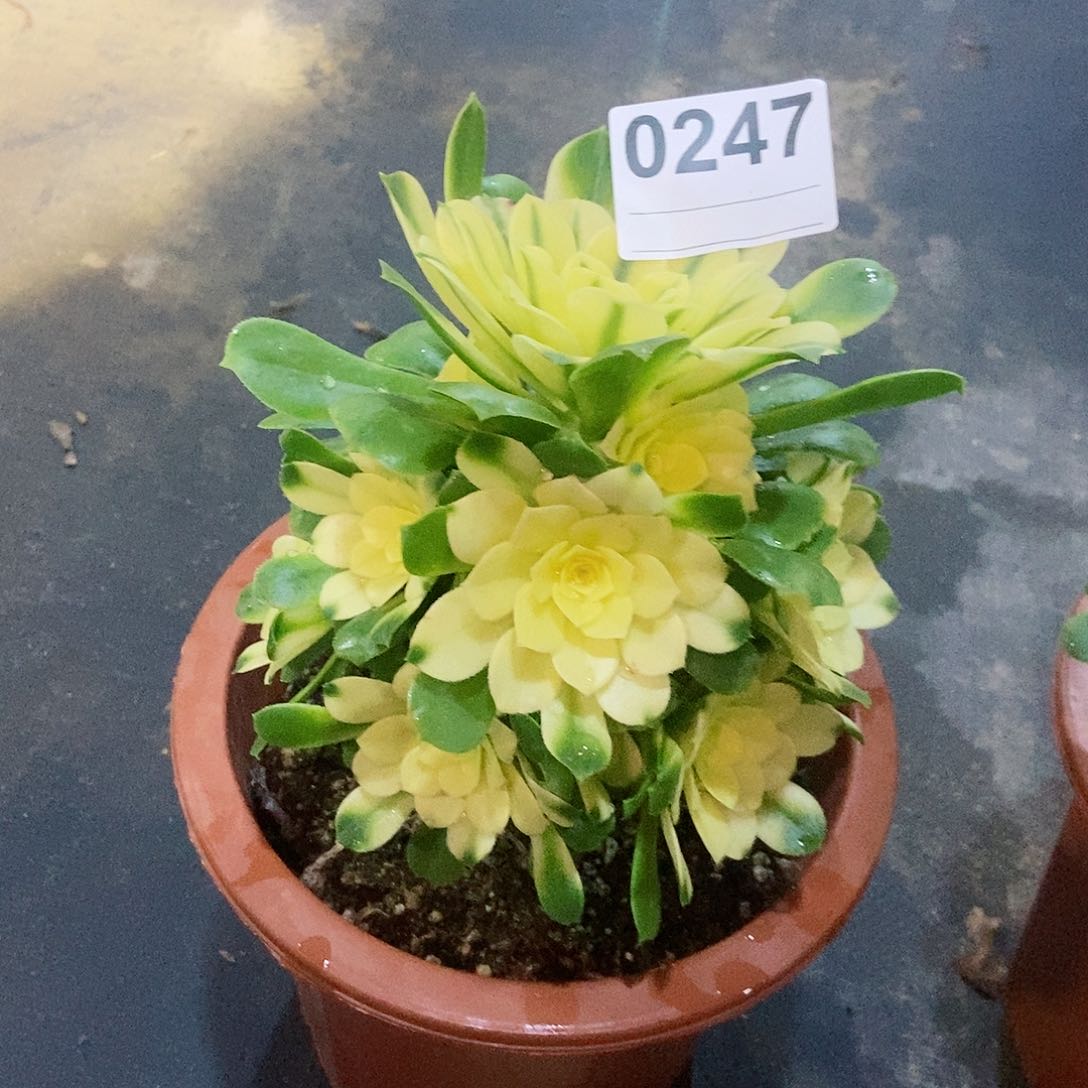 红陶❄️***0247辛尼亚4多肉小颗