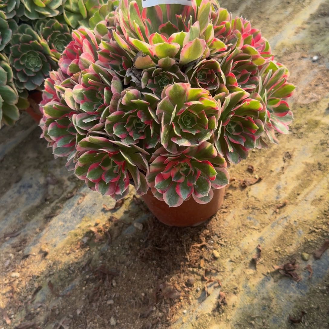 026妖月。多肉植物