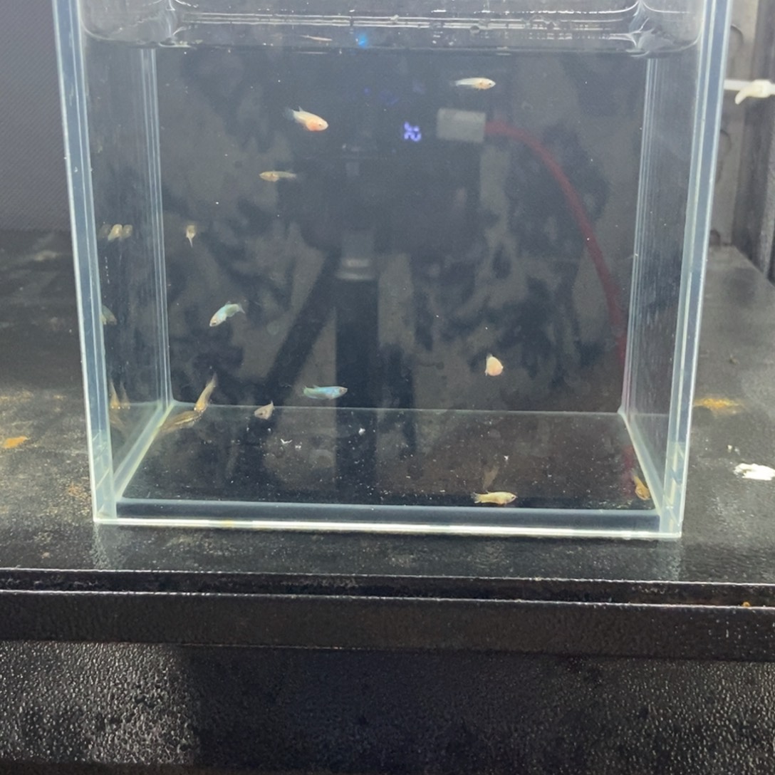 斗鱼包活不包损所见即所得180