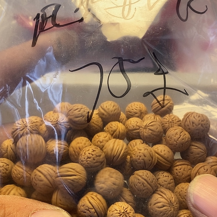 旭***核桃核吊坠核桃散籽