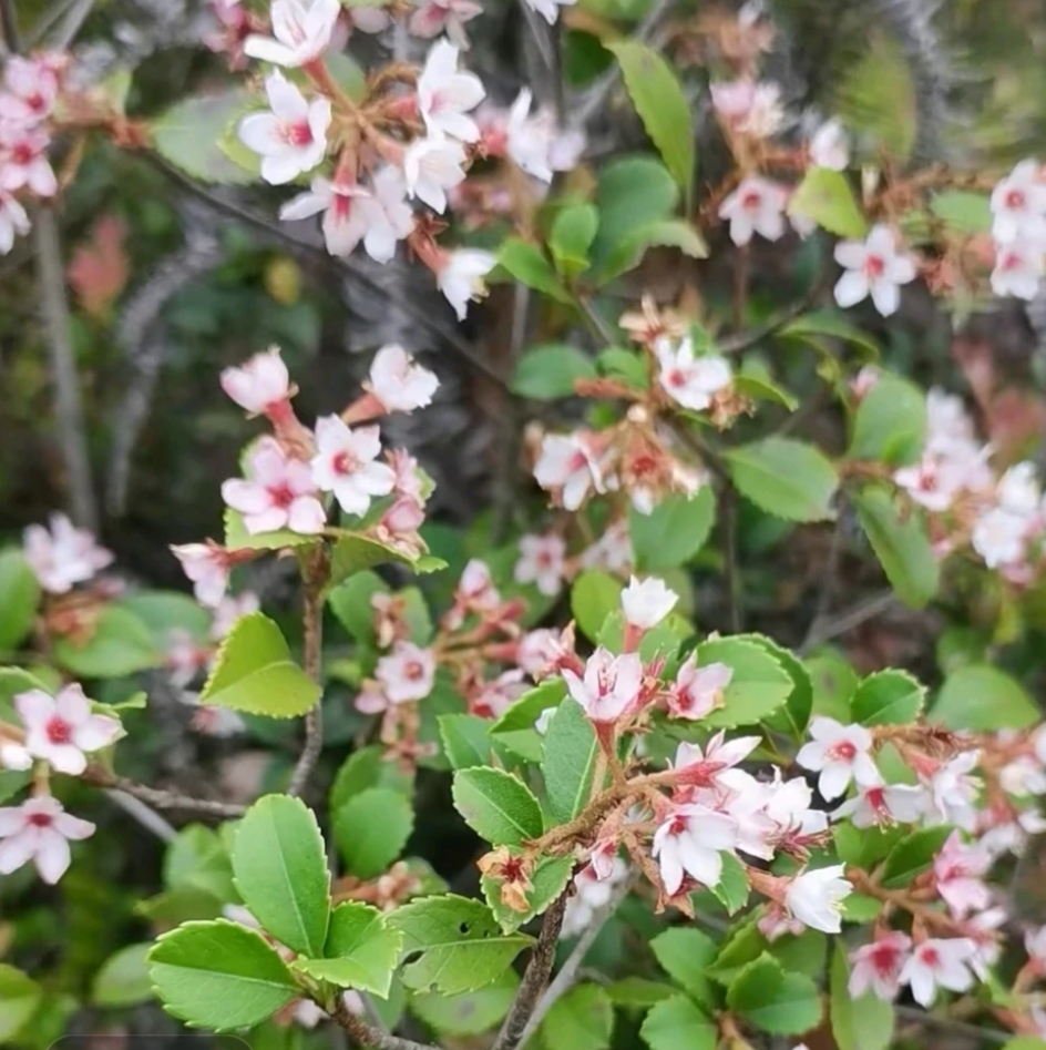 海岛春花 海岛栀子花